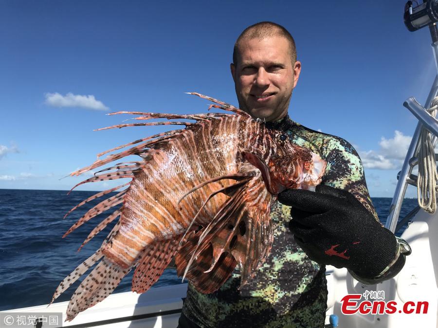 Timothy Blasko of Cutchogue, New York set a state record this month for spearing the heaviest lionfish in the Atlantic Ocean while diving in the Florida Keys. It weighed in at 3.10 pounds, or 1,408 grams. Timothy Blasko, 37, was diving the Tennessee Reef, three miles south of Long Key State Park, on Aug. 6 at mile marker 67.5, when he speared the lionfish. (Photo/VCG)
