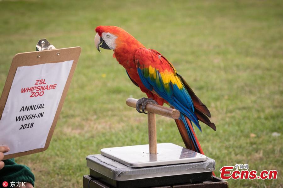 <?php echo strip_tags(addslashes(Photo taken on Aug. 21, 2018 shows a huge-scale operation taking place at ZSL Whipsnade Zoo, as keepers coaxed thousands of animals, including parrots, meerkats, turtles and rhinoceroses, to step onto the scales for their annual weigh-in. As part of their regular check-ups, all creatures great and small, from gargantuan rhinos to feather-light butterflies, have had their vital statistics recorded as a way of keeping track of the health and wellbeing of the 3500 animals at the UK’s largest Zoo. (Photo/IC))) ?>