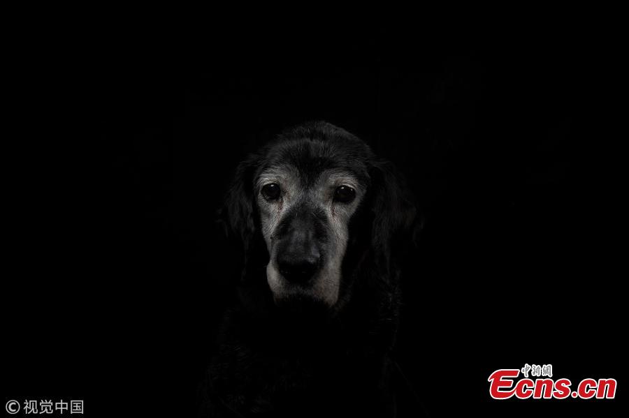 <?php echo strip_tags(addslashes(Sweety, mixed Retriever Labrador, a 15-year-old dog, who was abandoned in the street, is pictured at the animal shelter SPA (Societe Protectrice Animaux) Kennel in Gennevilliers, France, Aug. 21, 2018. (Photo/VCG))) ?>