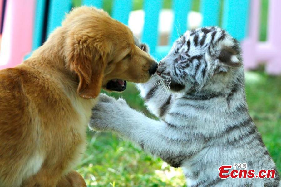 <?php echo strip_tags(addslashes(A white tiger cub and a Golden Retriever play at the Beijing Wildlife Park in Beijing, Aug. 23, 2018. A heroic mother Golden Retriever dog has milked eight different cubs abandoned by their mothers - two Spotted Hyenas, two Siberian Tigers, one white tiger, and one African lion. The eight animals have become friends under the care of keepers. (Photo: China News Service/Fu Tian))) ?>