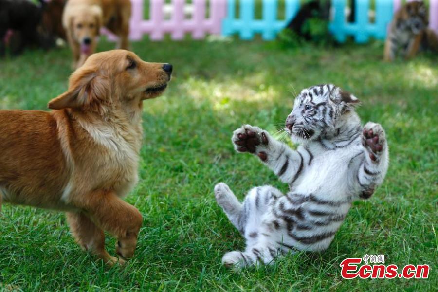 <?php echo strip_tags(addslashes(A white tiger cub and a Golden Retriever play at the Beijing Wildlife Park in Beijing, Aug. 23, 2018. A heroic mother Golden Retriever dog has milked eight different cubs abandoned by their mothers - two Spotted Hyenas, two Siberian Tigers, one white tiger, and one African lion. The eight animals have become friends under the care of keepers. (Photo: China News Service/Fu Tian))) ?>