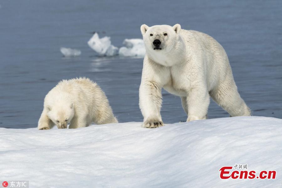 <?php echo strip_tags(addslashes(A close-up of the polar bears who are able to camouflage on the ice but must adapt to shrinking territory in Canada. (Photo/IC))) ?>
