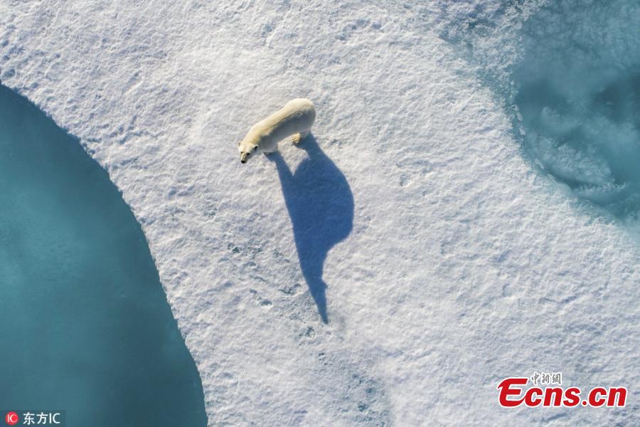 <?php echo strip_tags(addslashes(The polar bear casts a long shadow in the summer sunlight as it walks over the remaining sheets of ice. (Photo/IC))) ?>