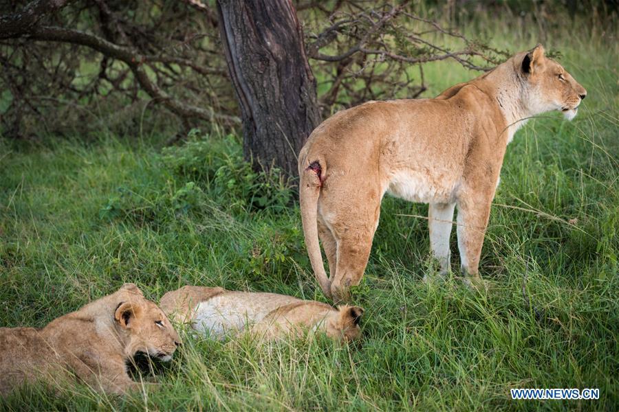 An injured lion rests with its cubs at Ol Kinyei conservancy in Maasai Mara, Kenya, July 8, 2018. The founder and Chairman of Mara Conservation Fund (MCF) Zhuo Qiang, a 45-year-old Chinese, has pioneered outstanding wildlife conservation projects in the world famous Maasai Mara ecosystem. Ol Kinyei is among the conservancies benefiting from his activities. Around it, he has built three lion proof boas preventing the wildlife conflict with the adjacent communities. He was officially adopted as a son of the Maasai\'s Ol Kinyei conservation group in 2015, owing to his unwavering friendship with the pastoralists. Zhuo\'s anti-poaching drives in the East African nation expresses the increasing collaboration between Kenyan and China in ending the killing of rhinos, elephants and lions. (Xinhua/Lyu Shuai)