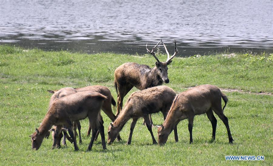 <?php echo strip_tags(addslashes(Photo taken on Aug. 23, 2018 shows a herd of Milu deers at the Nanhaizi Milu Park in the Daxing District of Beijing, capital of China. Milu is a species endemic to China. It was regularly hunted and almost went extinct by the loss of habitat in the early 20th Century. In the 1980s, the species were reintroduced to China from Britain, starting the revival of the population in its homeland. Beijing's Daxing District is home to China's first Milu nature reserve, the Nanhaizi Milu Park. In the past three decades, the Beijing Milu Ecological Research Center sent 497 Milu deer to nature reserves around China and boosted the population outside its natural habitat to 1,800. (Xinhua/Li Xin))) ?>