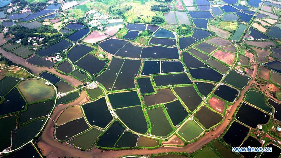 Aerial photo taken on Aug. 25, 2018 shows the view of shrimp culture ponds in Kangxiling Town in Qinzhou City, south China\'s Guangxi Zhuang Autonomous Region. (Xinhua/Zhang Ailin)