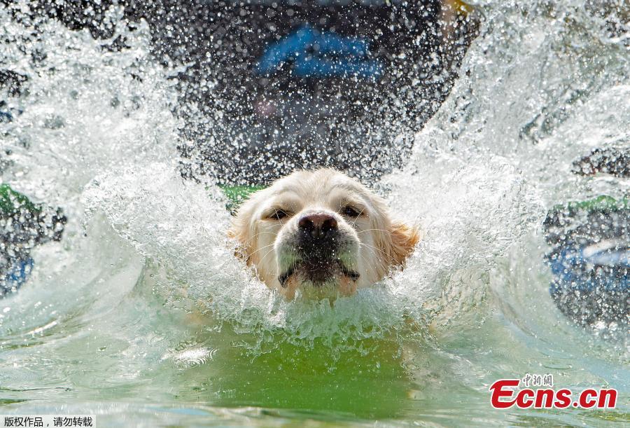 Dog \'Hector\' jumps into the water during the dog diving competition at the International \'Dog and cat\' show in Leipzig, Germany, Aug. 26, 2018. More than 6,000 dogs and 300 cats from all over the world take part at the exhibition. (Photo/Agencies)