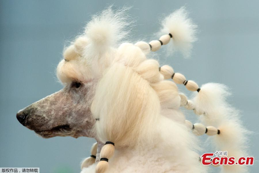 A royal poodle waits besides the ring at the International \'Dog and cat\' show in Leipzig, Germany, Aug. 26, 2018. More than 6,000 dogs and 300 cats from all over the world take part at the exhibition. (Photo/Agencies)