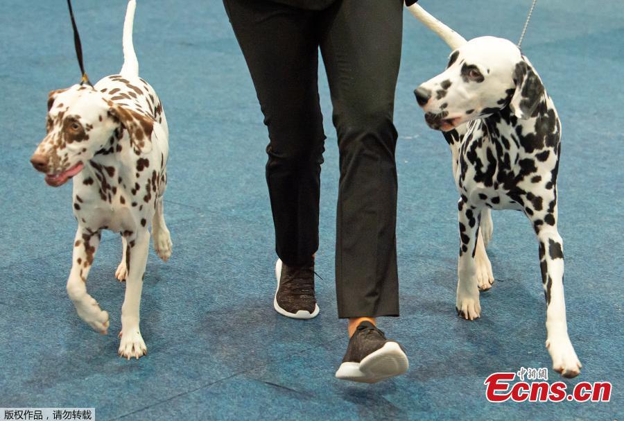 Dalmatian dogs run in the ring at the International \'Dog and cat\' show in Leipzig, Germany, Aug. 26, 2018. More than 6,000 dogs and 300 cats from all over the world take part at the exhibition. (Photo/Agencies)