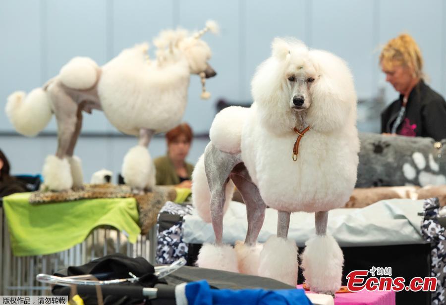 Royal poodles wait besides the ring at the International \'Dog and cat\' show in Leipzig, Germany, Aug. 26, 2018. More than 6,000 dogs and 300 cats from all over the world take part at the exhibition. (Photo/Agencies)