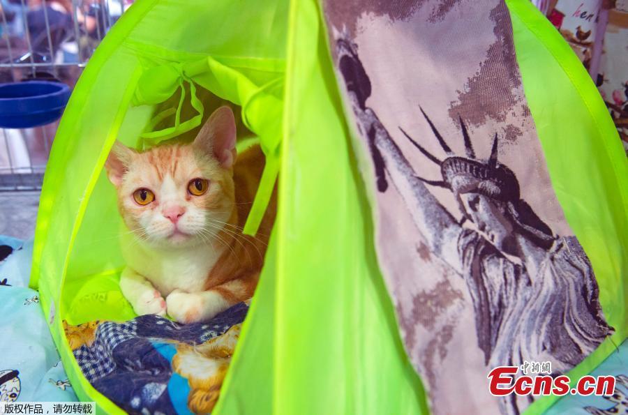 American Wirehair cat \'Vibrations Turron\' sits in a tent decorated with New York\'s Statue of Liberty during the International \'Dog and cat\' show in Leipzig, Germany, Aug. 26, 2018. More than 6,000 dogs and 300 cats from all over the world take part at the exhibition. (Photo/Agencies)