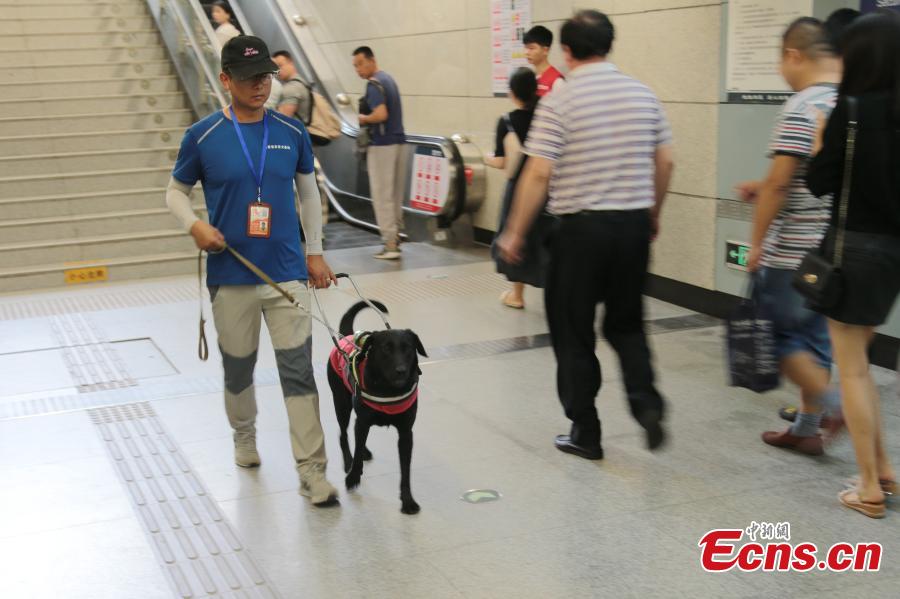 <?php echo strip_tags(addslashes(A seeing-eye dog is put through its paces by trainer Li Sai in Xi’an City, Northwest China’s Shaanxi Province, Aug. 27, 2018. The Labrador dog will be available to assist the blind and visually impaired for free from October. About 100 people have applied to use the guide dog, the first in the city. The Disabled Aids Center of Shaanxi Province, established in 2016, is the first non-profit organization for breeding and training guide dogs, with five trainers and 26 dogs currently being trained. (Photo: China News Service/Zhang Yuan))) ?>