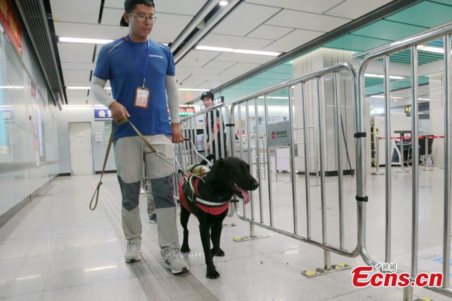 <?php echo strip_tags(addslashes(A seeing-eye dog is put through its paces by trainer Li Sai in Xi’an City, Northwest China’s Shaanxi Province, Aug. 27, 2018. The Labrador dog will be available to assist the blind and visually impaired for free from October. About 100 people have applied to use the guide dog, the first in the city. The Disabled Aids Center of Shaanxi Province, established in 2016, is the first non-profit organization for breeding and training guide dogs, with five trainers and 26 dogs currently being trained. (Photo: China News Service/Zhang Yuan))) ?>