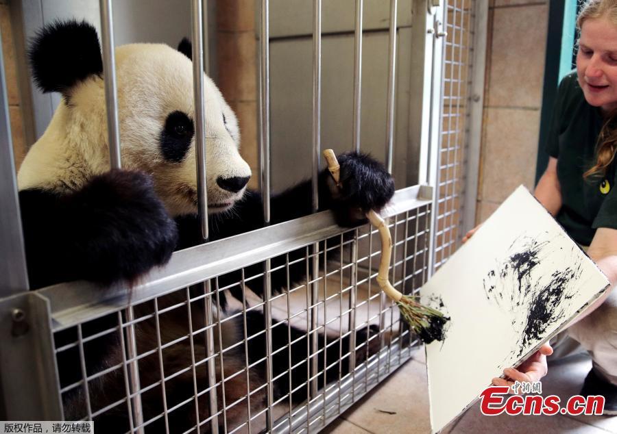 Giant Panda Yang Yang uses finger paint and a brush to create a picture at Schoenbrunn Zoo in Vienna, Austria, August 10, 2018. One hundred of her works will be sold online for 490 euros each, to fund a picture book about the Vienna zoo\'s pandas.(Photo/Agencies)