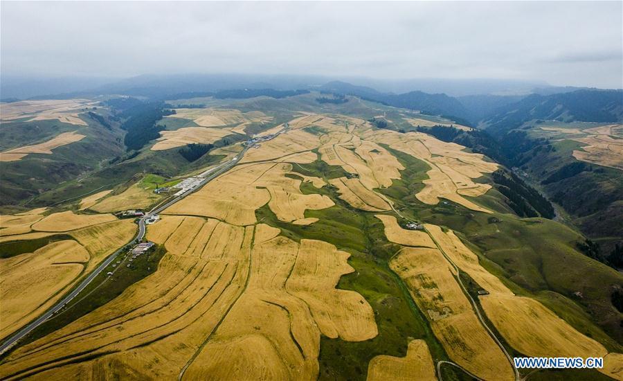 <?php echo strip_tags(addslashes(Photo taken on Aug. 27, 2018 shows the wheat field in Jiangbulake scenic spot in Qitai County, northwest China's Xinjiang Uygur Autonomous Region. (Xinhua/Zhao Ge))) ?>