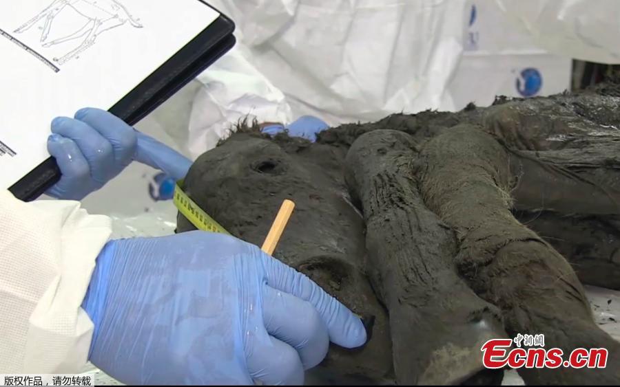 Amazing pictures have been released of a foal that has been dug out of the Siberian permafrost after being frozen for 40,000 years. The young horse, from the Lena horse species which is now extinct, is37 inches tall and was only two months old when it perished. It has today been revealed by scientists in Yakutsk, Russia, the world\'s coldest city. The young animal was dug from its icy grave in the Batagai depression or crater - nicknamed the \'Mouth of Hell\' - earlier this month.(Photo/Agencies)