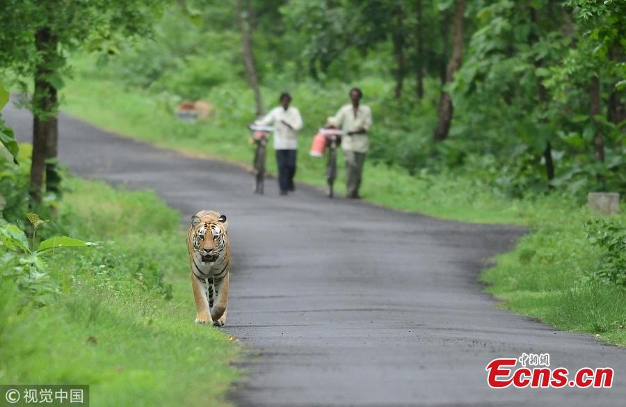 A Bengal tiger wanders on a road as two villagers walk with their bikes at the Umred Karhandla Wildlife Sanctuary in India. (Photo/VCG)