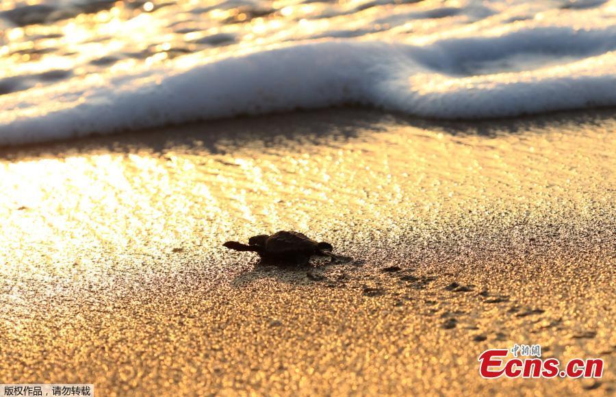 A baby sea turtle is released by Mona Khalil from the Orange House, to crawl into the sea at a seashore in El-Mansouri village, near the southern city of Tyre, Lebanon, July 29, 2018. Mona Khalil, 77, founded The Orange House Project in 2000 to protect sea turtles on the south Lebanon beach in el Mansouri from predators, pollution and encroaching humans. (Photo/Agencies)