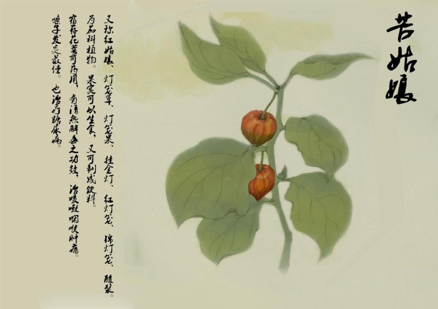 This drawing depicts physalis alkekengi, a popular ornamental plant. (Photo provided to chinadaily.com.cn)