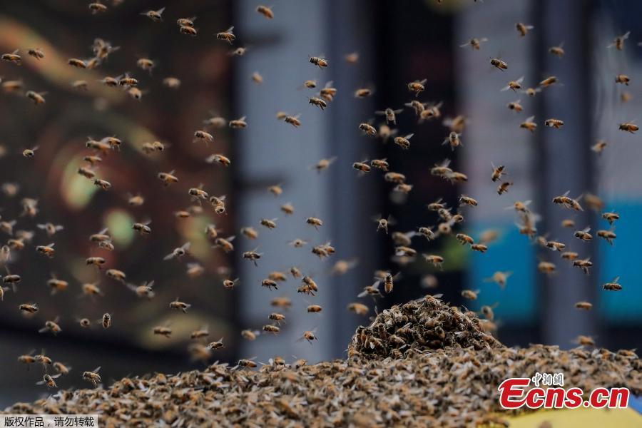 A swarm of bees land on a hot dog cart in Times Square in New York City, U.S., Aug. 28, 2018. The New York Police Department\'s bee keepers unit responded to the scene and safely removed the bees without incident. (Photo/Agencies)