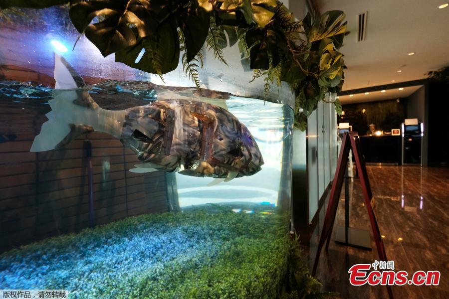 Robotic fish swim in a tank in the lobby of the Henn na Hotel Maihama Tokyo Bay in Urayasu, Chiba, Japan, Aug. 31, 2018. Multilingual dinosaur robot at the front desk will do check-in / check-out procedures as the hotel aims to offer comfortable stay by utilizing various advanced technologies. The name is a play on a Japanese word meaning strange. (Photo/Agencies)