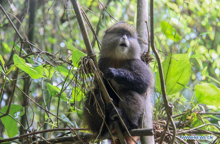 <?php echo strip_tags(addslashes(A golden monkey stays in the forest in Volcanoes National Park, northwestern Rwanda, on Dec. 25, 2017. (Xinhua/Lyu Tianran))) ?>