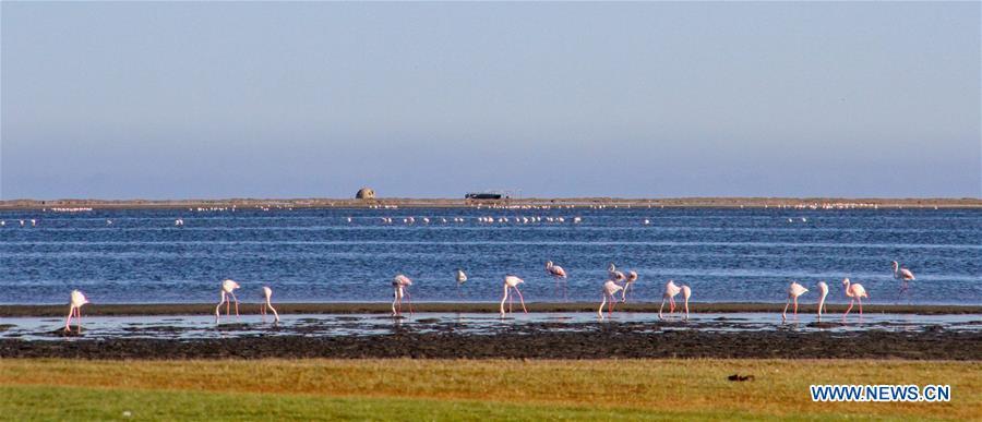 Flamingos stay at lagoon in Walvisbay, port city of Namibia on Aug. 5, 2018. (Xinhua/Wu Changwei)