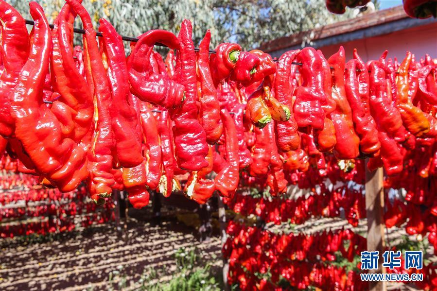 The red chili peppers are drying under the sun at a farmer\'s garden in Hami, Xinjiang, on Friday, August 31, 2018. (Photo/Xinhua)

Local farmers have welcomed the harvest season of red chili pepper in Hami, in northwest China\'s Xinjiang recently. They have been busy picking and drying peppers, and then sell the peppers throughout the country.
