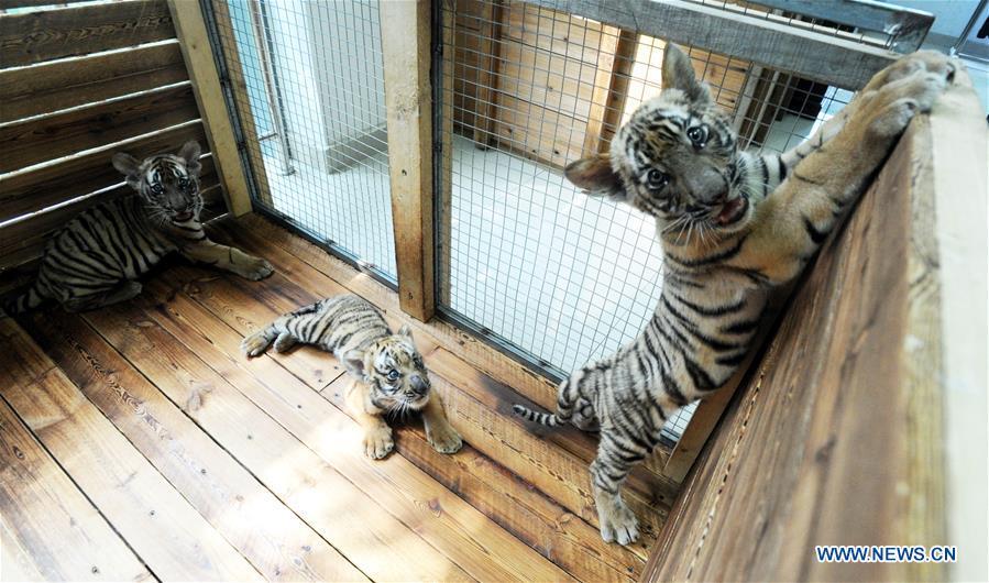 Three South China Tiger cubs play at the South China Tiger Breeding Base in Suzhou, east China\'s Jiangsu Province, Sept. 2, 2018. Two cubs were born on June 22 and one was born on July 18 this year. Three cubs appear to be in good health. (Xinhua/Hang Xingwei)