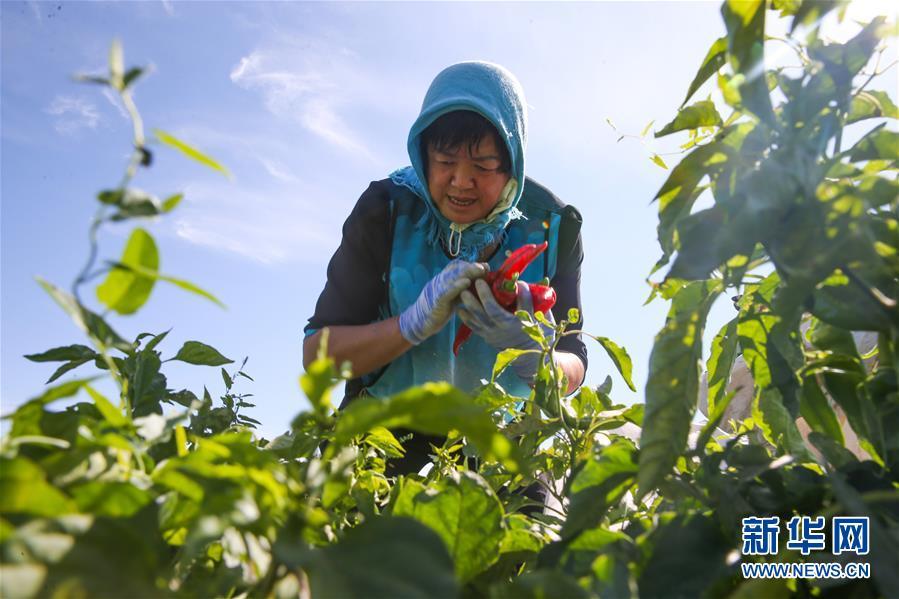 A farmer picks red chili peppers in Hami, Xinjiang, on Friday, August 31, 2018. (Photo/Xinhua)