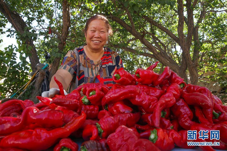 A farmer prepares to dry red chili peppers in Hami, Xinjiang, on Friday, August 31, 2018. (Photo/Xinhua)