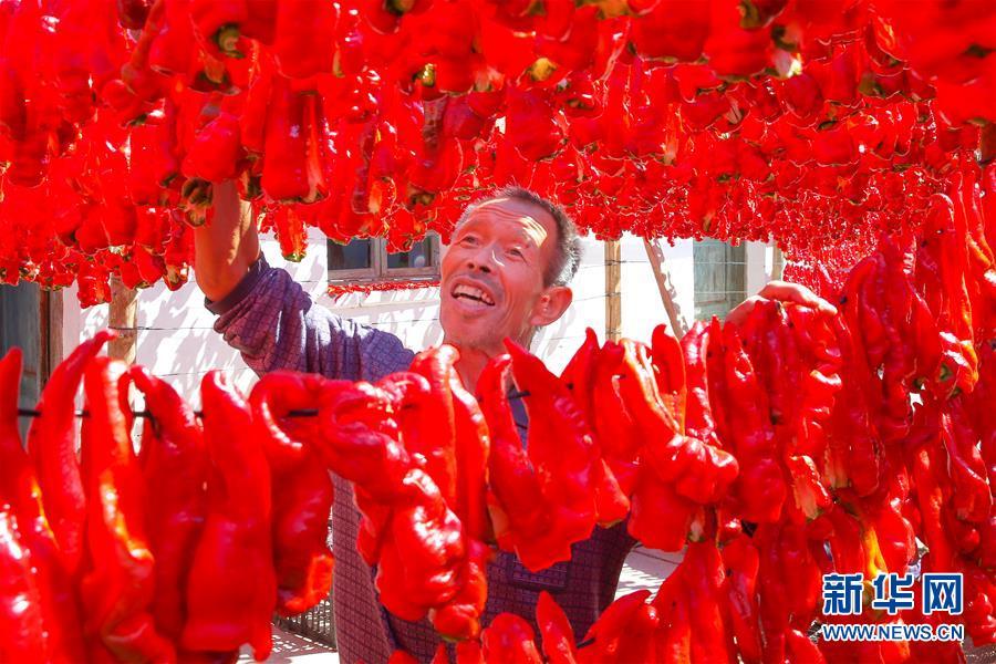 A farmer dries red chili peppers at a garden in Hami, Xinjiang, on Friday, August 31, 2018.  (Photo/Xinhua)
