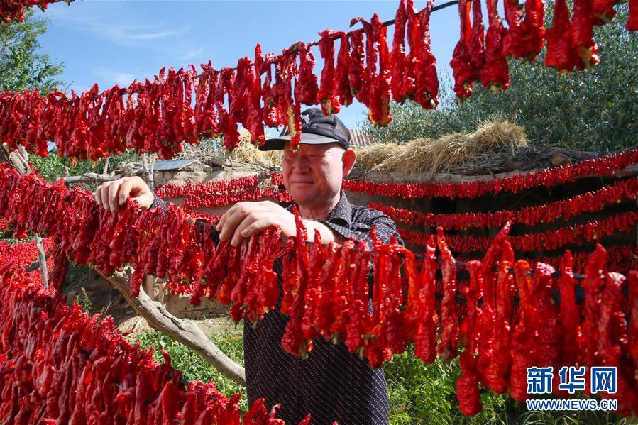 A farmer dries red chili peppers at a garden in Hami, Xinjiang, on Friday, August 31, 2018. (Photo/Xinhua)