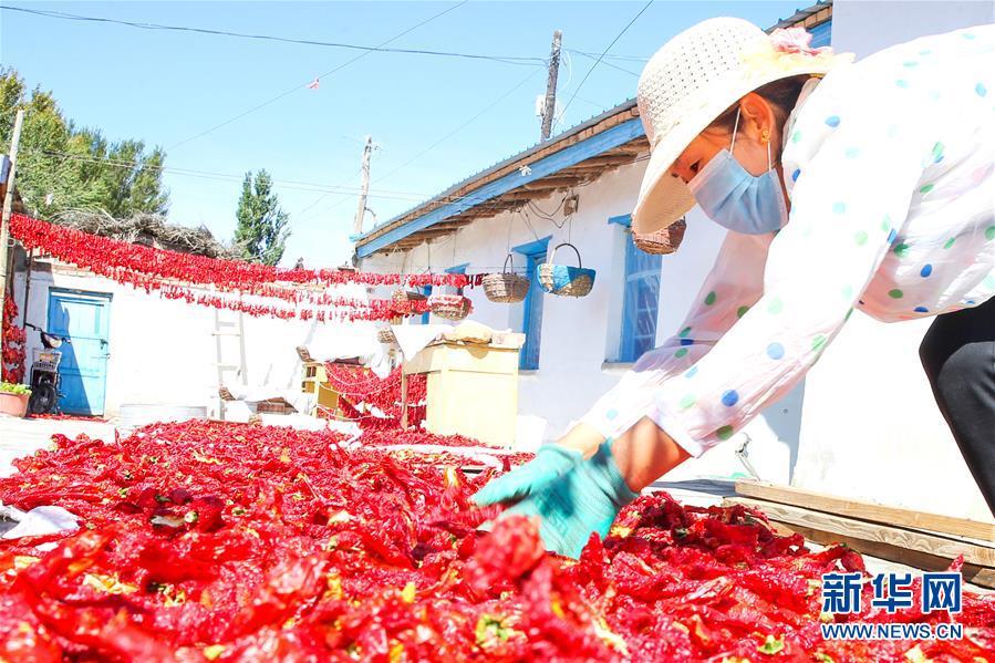 A farmer dries red chili peppers at a garden in Hami, Xinjiang, on Friday, August 31, 2018. (Photo/Xinhua)