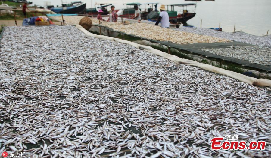 <?php echo strip_tags(addslashes(Fish are air dried near Poyang Lake in Yongxiu County, East China’s Jiangxi Province, Sept. 3, 2018. The lake is rich of freshwater fish that sell well in the market. (Photo/IC))) ?>