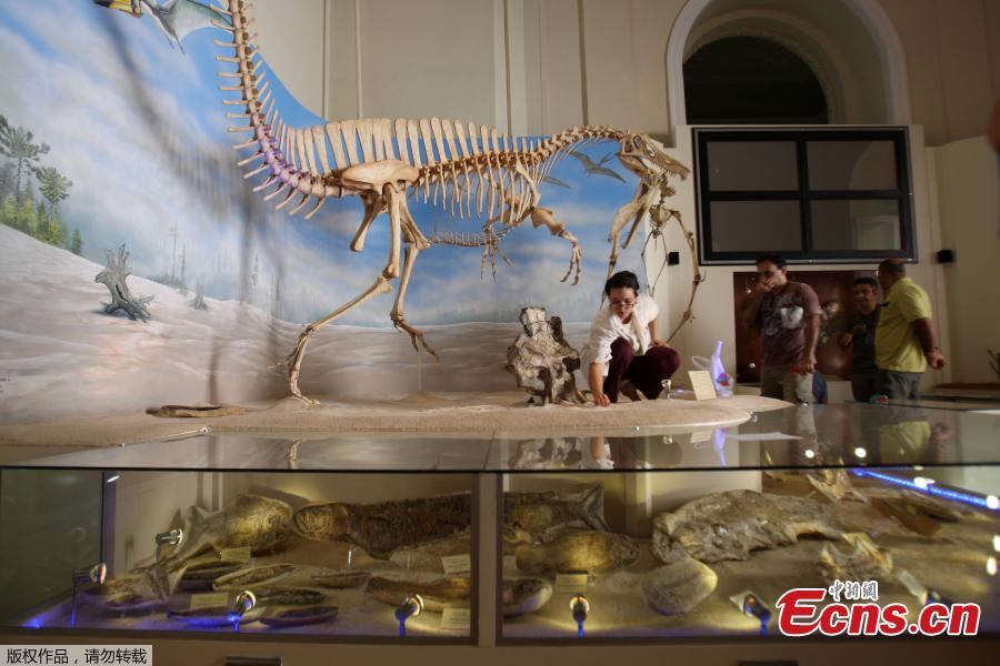 In this file photo taken on May 14, 2009 a paleontologist works on the skeleton of an Angaturama limai -a spinosaurus dinosaur- carrying the skeleton of an anhanguerid pterosaur, at the National Museum of History in Rio de Janeiro, Brazil. 
A massive fire ripped on September 2, 2018 through Rio de Janeiro\'s treasured National Museum, one of Brazil\'s oldest, in what the nation\'s president says is a \