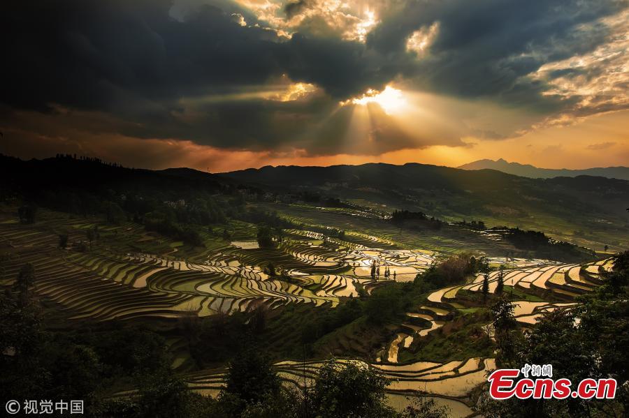 Terraced rice fields shine under the setting sun, as captured by 35-year-old photographer Kah-Wai Lin in Yuanyang, Southwest China’s Yunnan Province. The spectacular rice-paddy terracing is a famous site among photography tourists. (VCG)