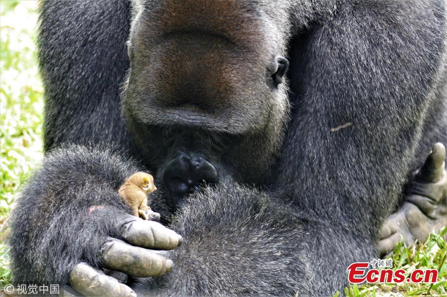 Adorable photos capture Bobo, a Western Lowland gorilla who weighs about 200kg, cupping his hands to cradle a tiny little bush baby - which is so small it is barely the size of the gorilla\'s finger. The 24-year-old gorilla even let the little bush baby crawl around his body after the pair struck up the heartwarming friendship. These photos were captured by photographer Alex Benitez at Mefou Primate Sanctuary, Cameroon, which is run by the animal conservation charity Ape Action Africa. (Photo/VCG)