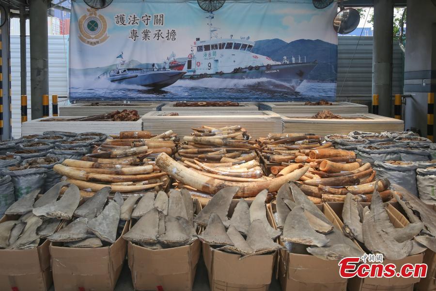 Seized endangered species are seen at a press conference held in Hong Kong on September 5, 2018. Endangered species worth HK$19 million have been seized and 82 suspected arrested in a joint operation by Hong Kong Customs and the Fisheries and Conservation Department (AFCD).(Photo: China News Service/ Xie Guanglei)