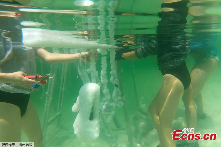 One of Israeli artist Sigalit Landau\'s pieces, a shoe covered in salt crystal formations, is released from its anchorage in the hyper-saline waters of the Dead Sea, Israel, Aug. 30, 2018, in this still image taken from a video. (Photo/Agencies)