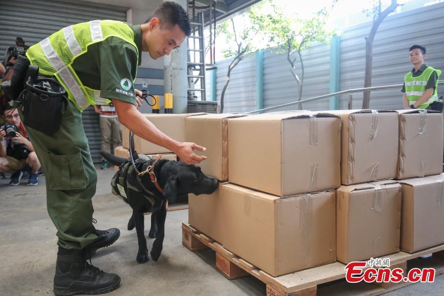 Seized endangered species are seen at a press conference held in Hong Kong on September 5, 2018. Endangered species worth HK$19 million have been seized and 82 suspected arrested in a joint operation by Hong Kong Customs and the Fisheries and Conservation Department (AFCD).(Photo: China News Service/ Xie Guanglei)