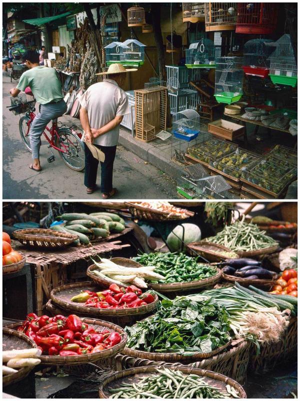 <?php echo strip_tags(addslashes(Bird market. Vegetable stall Chengdu 2017 (Photo by Bruce Connolly/chinadaily.com.cn)

<p>In 1994 Chengdu seemed so different to Beijing where for several days I had been living within a hutong community at Beixinqiao. Walking south along Renmin Road everything initially felt much wider, straighter and higher than older Beijing, but I would soon also discover older Chengdu.

<p>Chengdu in the 1990s was a destination/starting point for international travelers wanting to discover China away from the major cities. Then, the only scheduled flights to Lhasa were two daily morning services from Chengdu. The city was also a starting point for an adventurous journey to Lijiang in Yunnan - first by train to Panzhihua followed by a lengthy bus ride along mountainous roads. A consequence was the relatively inexpensive travelers’ hostels and cafes along the Jinjiang River. These were good places for swapping information with fellow adventurers while partaking a range of comfort foods to fortify oneself before setting out on more travels.)) ?>
