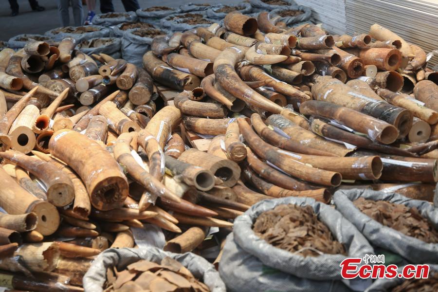 Seized endangered species are seen at a press conference held in Hong Kong on September 5, 2018. Endangered species worth HK$19 million have been seized and 82 suspected arrested in a joint operation by Hong Kong Customs and the Fisheries and Conservation Department (AFCD).(Photo: China News Service/ Xie Guanglei)