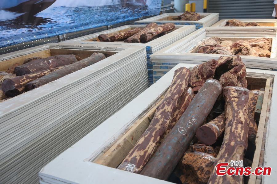 Seized endangered species are seen at a press conference held in Hong Kong on September 5, 2018. Endangered species worth HK$19 million have been seized and 82 suspected arrested in a joint operation by Hong Kong Customs and the Fisheries and Conservation Department (AFCD).(Photo: China News Service/ Xie Guanglei)