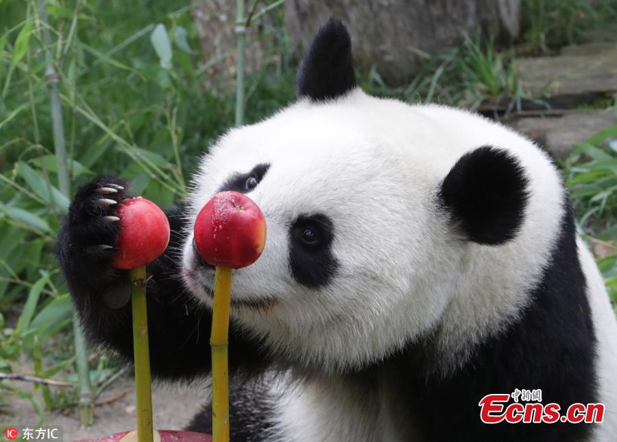 Female panda \