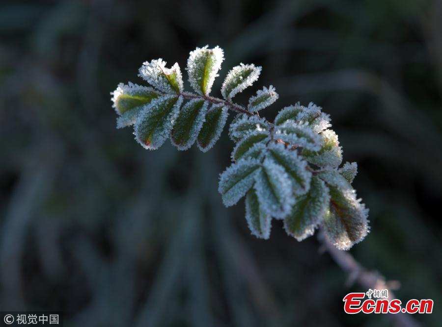 Plants and flowers are covered by frost in Hulun Buir, North China’s Inner Mongolia Autonomous Region, Sept. 9, 2018. A cold front brought sub-zero temperatures to large parts of the city, including temperatures as low as minus 13.3 degrees centigrade in some towns. (Photo/VCG)