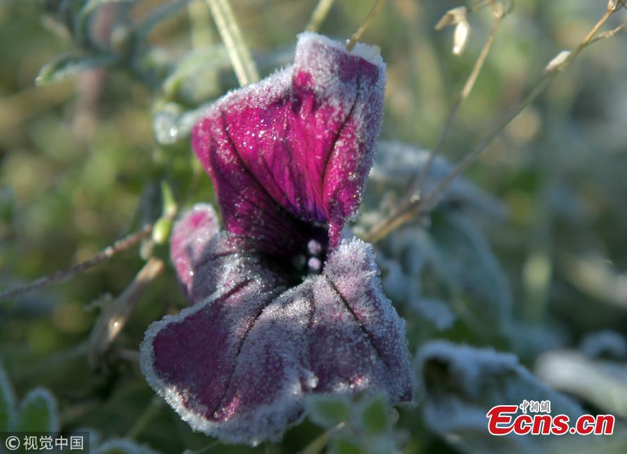 Plants and flowers are covered by frost in Hulun Buir, North China’s Inner Mongolia Autonomous Region, Sept. 9, 2018. A cold front brought sub-zero temperatures to large parts of the city, including temperatures as low as minus 13.3 degrees centigrade in some towns. (Photo/VCG)