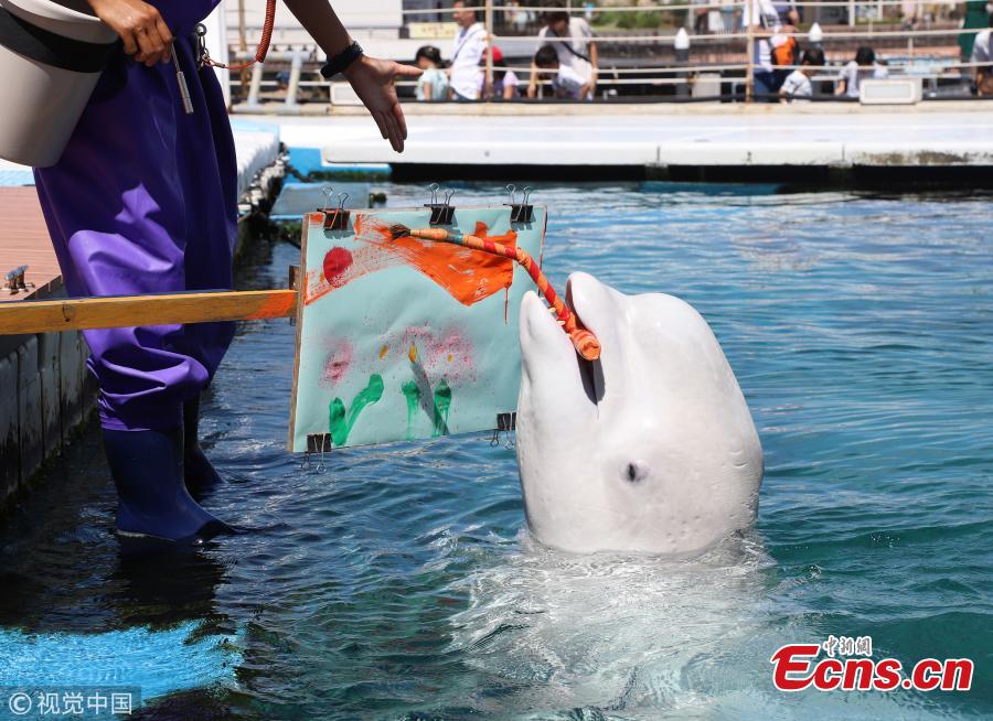 A Beluga whale paints a picture with a special paintbrush at the Hakkeijima Sea Paradise aquarium in Yokohama, Japan, Sept. 9, 2018. (Photo/IC)