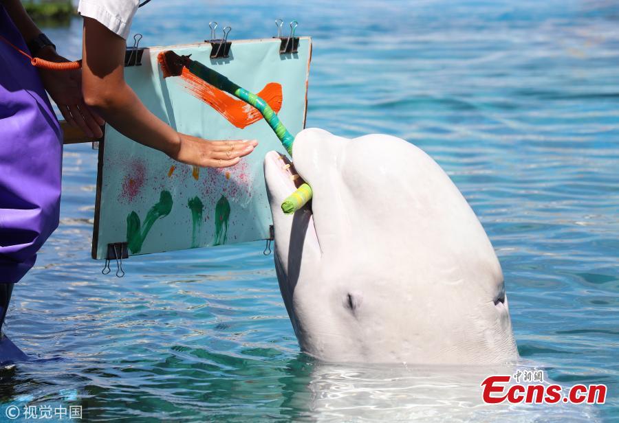 A Beluga whale paints a picture with a special paintbrush at the Hakkeijima Sea Paradise aquarium in Yokohama, Japan, Sept. 9, 2018. (Photo/IC)