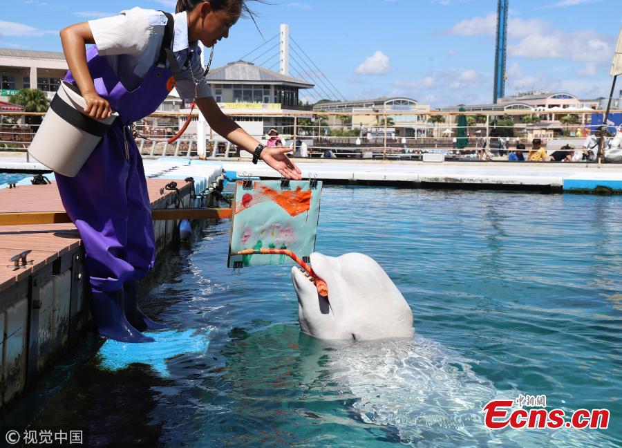 A Beluga whale paints a picture with a special paintbrush at the Hakkeijima Sea Paradise aquarium in Yokohama, Japan, Sept. 9, 2018. (Photo/IC)